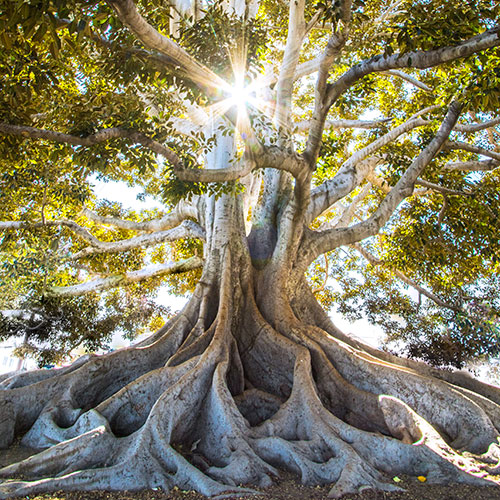 arbre grand développement personnel