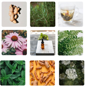 visuel de plantes medicinales