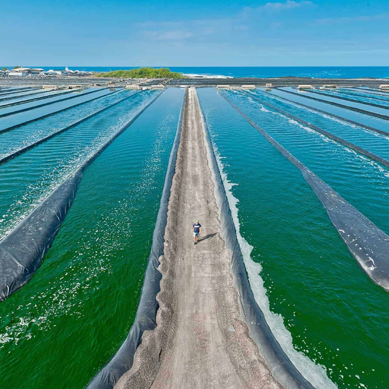 La maison de la spiruline Avant