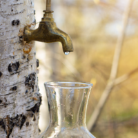 3 solutions fondamentales pour notre immunité : Eau de Quinton / Plasma marin, Sève de bouleau et Argile Bentonite